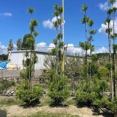 白杉、台杉『特大サイズ』引き取り限定価格。近畿地方限定配達&植込...