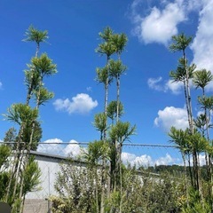 白杉、台杉『特大サイズ』引き取り限定価格。近畿地方限定配達&植込み 