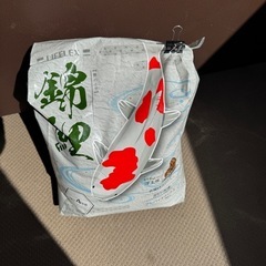 錦鯉 穀類 魚の画像