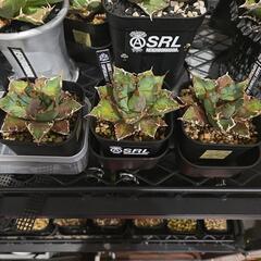 【格安】アガベ　シーザー　3株セット