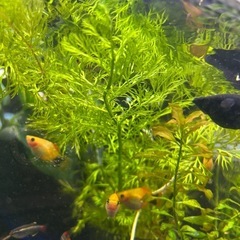 水草