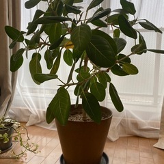 観葉植物