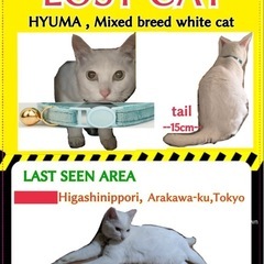 白猫ヒュウマ（尻尾15cm）捜索中！