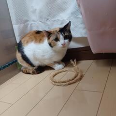 可愛い三毛ちゃん - 猫
