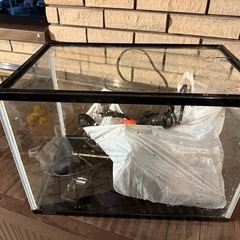
40cm  水槽セット！