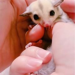 フクロモモンガ  プラチナヘテロリューシ