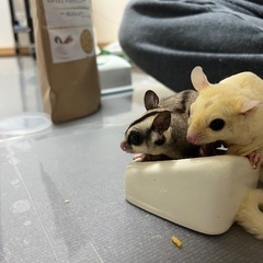 相談中です。一時停止します。フクロモモンガ オス2匹双子兄弟 生...