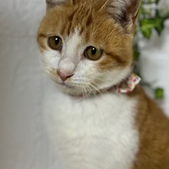 猫さんと仲良く出来て人馴れしてます♪̊̈♪̆̈
