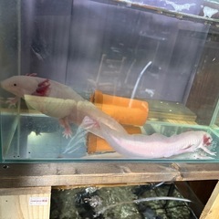 ウーパールーパー（リューシ）タマゴ10個
