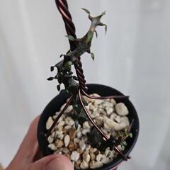 セロペキア　ボッセリ　1鉢⭕黒い竜！のような不思議な植物カッコいい！の画像