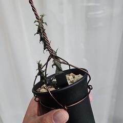 セロペキア　ボッセリ　1鉢⭕黒い竜！のような不思議な植物カッコいい！の画像