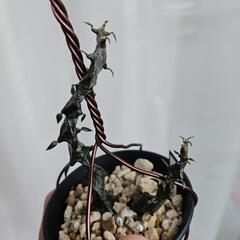 セロペキア　ボッセリ　1鉢⭕黒い竜！のような不思議な植物カッコいい！