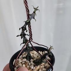 セロペキア　ボッセリ　1鉢⭕黒い竜！のような不思議な植物カッコいい！の画像