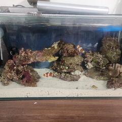 海水魚 カクレクマノミ 5cm 1匹の画像