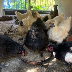 烏骨鶏メス