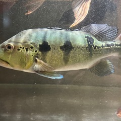 (熱帯魚)キクラメラニアエ