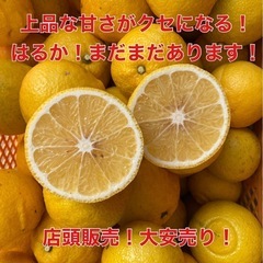 上品な甘さがクセになる！ はるか！ まだまだあります！