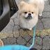 ランキングキーワードに紐づく投稿画像-小型犬