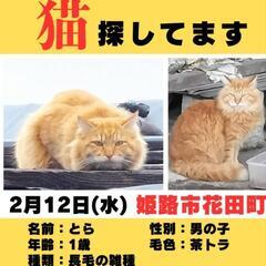 経験を活かして迷子猫の捜索のお手伝い致します