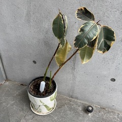 観葉植物 鉢付き　インドゴムノキ