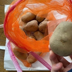 種芋　メークイーンの画像
