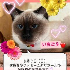 抱っこOK😸広々きれいなホールで保護猫の譲渡会です😺