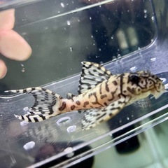 価格交渉OKです。①キンペコ　  の画像