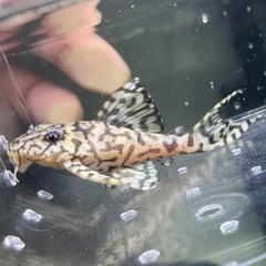 価格交渉OKです。①キンペコ　  の画像