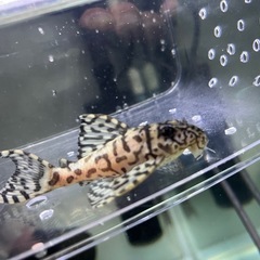 価格交渉OKです。①キンペコ　  の画像