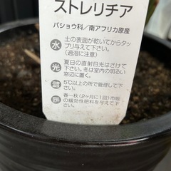 観葉植物　ストレリチアの画像