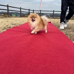 4月20日（日）茨城県東海村にてイベント開催❗️キッチンカーやマルシェ出店者募集‼️ - イベント