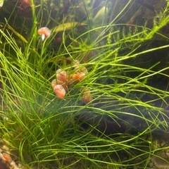 苔取り【レッドラムズホーン】10匹ほど！　