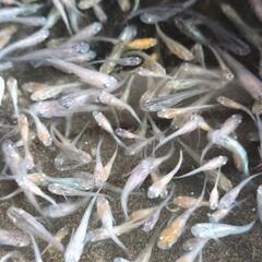 (受け渡し予定しました)MIX めだか　ミクスメダカの画像