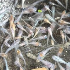 (受け渡し予定しました)MIX めだか　ミクスメダカの画像