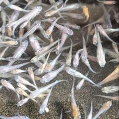 (受け渡し予定しました)MIX めだか　ミクスメダカの画像