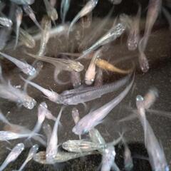 (受け渡し予定しました)MIX めだか　ミクスメダカの画像