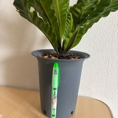 (お取引き中)アスプレニウム コブラ