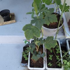 趣味の合う友達募集です。 − 愛媛県