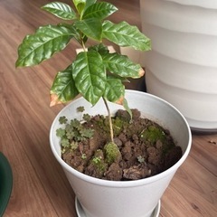コーヒーの木　20cmぐらい②