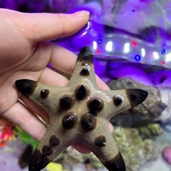 海水魚　ヒトデ　 