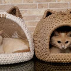 猫好きさんもそれ以外好きさんも猫つぐら(ちぐら)に興味あり…