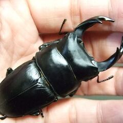 三重県産オオクワガタ F1 ♂71ミリ ♀47.3ミリ ペア
