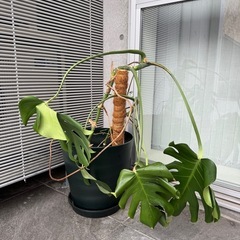 観葉植物　モンステラ　鉢付き