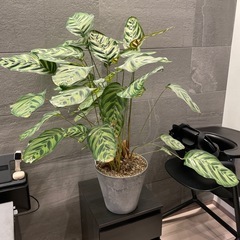 観葉植物(鉢付)　カラテア・マコヤナの画像