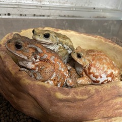 【取引中】ミヤコヒキガエル3匹