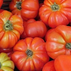 イタリアントマト フィオレンティーノの苗を探しています…