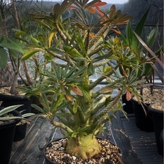 植物買い取らせてください！　植物　アガベ　サボテン　ユッカ　塊根植物　観葉植物　植木　買取　販売　　　静岡　愛知
の画像