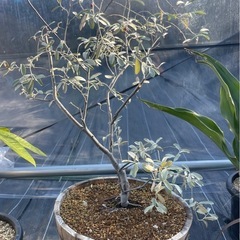 植物買い取らせてください！　植物　アガベ　サボテン　ユッカ　塊根植物　観葉植物　植木　買取　販売　　　静岡　愛知
の画像