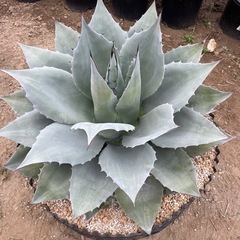 植物買い取らせてください！　植物　アガベ　サボテン　ユッカ　塊根...