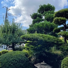 お庭キレイにしませんか？